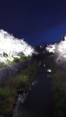 名古屋市瑞穂区  山?川の夜桜